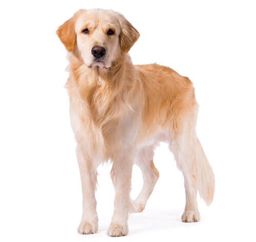 The sales golden retriever
